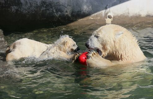 Редкий «хищник» у ворот: Ленинградский зоопарк предупреждает о продаже поддельных билетов