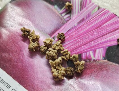 Не свекла, а деликатес: хранится весь год сочной и свежей - с грядки 5 ведер корнеплодов 