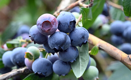 Сажают 100 лет, и все еще в топах: надежные сорта голубики, выдают до 9 кг ягод с куста без капризов