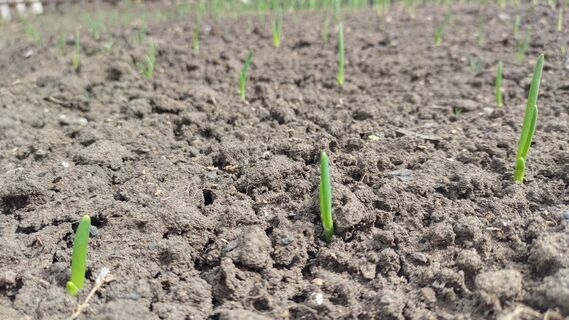 Озимому луку в начале апреля - важнее тепла: 20 г на грядку - и головки не поместятся в кулак, мощный старт после зимы 