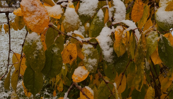 Погода 28 октября в Петербурге без синоптиков: народные приметы, льняные заботы и житие Евфимия Солунского Погода 28 октября в Петербурге без синоптиков: народные приметы, льняные заботы и житие Евфимия Солунского