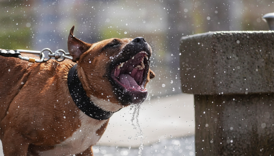 Собачье «ОСАГО»: в России хотят ввести обязательную страховку для животных опасных пород