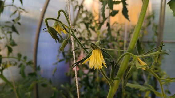 Городовой ру