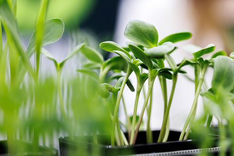 микрозелень