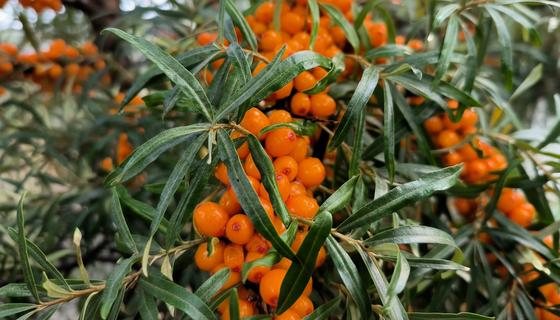 Облепиха — не только для чая: диетолог объясняет, чем эта солнечная ягода особенно полезна в холода