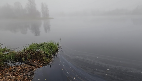Охта под контролем: после гибели рыбы Росприроднадзор идет с проверкой в «Водоканал»