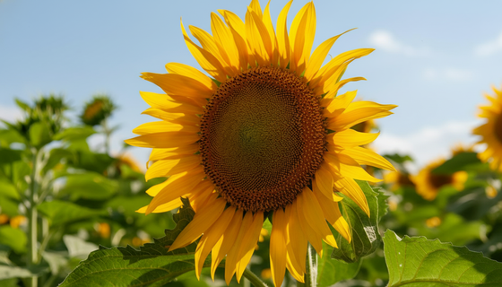 Октябрьский сюрприз: подсолнечное масло взлетело до трехлетнего максимума