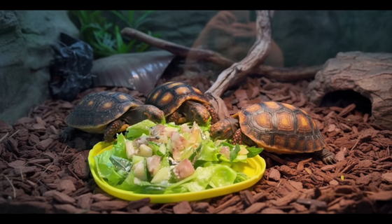 Тихая сенсация в Ленинградском зоопарке: редкие рептилии завели потомство