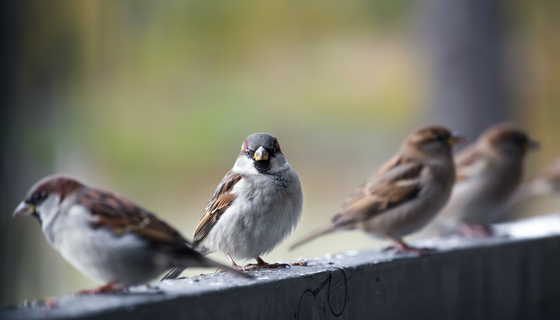 Летний сад стал зимней столовой: петербургские школьники сделали кормушки для птиц