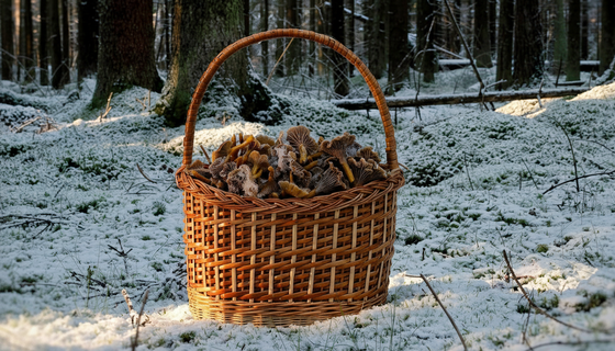 Сезон закрыт, а лес всё ещё кормит: грибники Ленобласти продолжают собирать улов