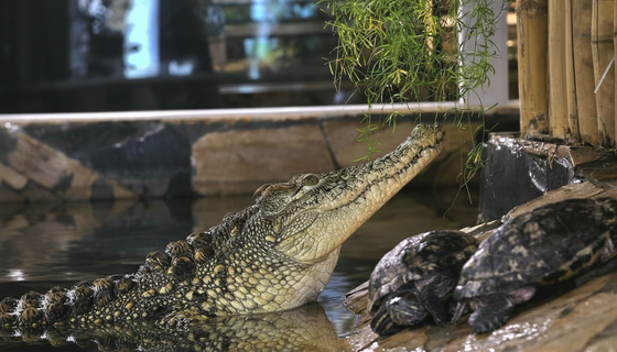 Опасно зелёный житель Лензоо вышел к публике: зубастый Тоша обезоружил Петербург