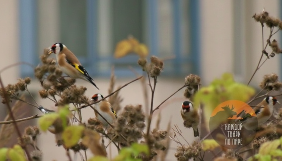 Колючий деликатес заманил черноголовых красавцев в Петербург: прилетели за семенами репейника