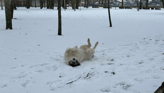 Не успел вступить в силу закон о выгуле собак в Петербурге, как первых нарушителей нашли в парке Победы