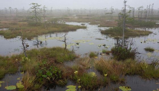 Самое большое болото в мире, которое может поглотить Европу - 55 000 км² топей: вот почему его нельзя осушать