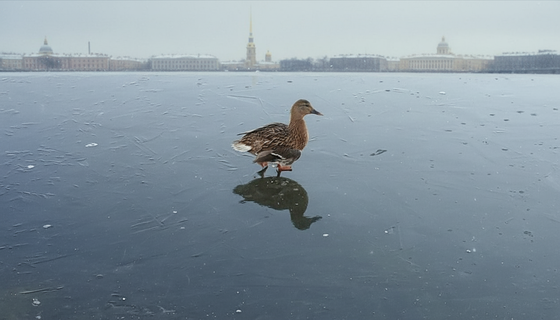 Не трогайте «примерзших» птиц: петербуржцам рассказали, чем такая доброта оборачивается