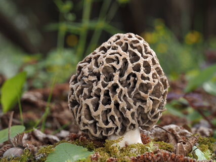 Как потеплело – бегу с корзинкой за сморчками: где искать весенние грибы и когда сезон