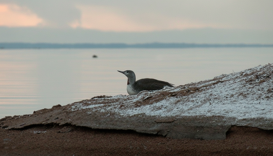 Сестрорецк как неожиданный привал: редкая краснозобая гагара передохнула на перелёте