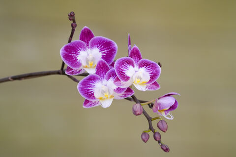 Вялой орхидее до конца марта - важнее воды: 2 ст. ложки эликсира - и фаленопсис полностью усыпан цветами