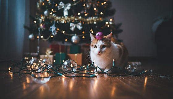 Смертельная приманка на ёлке: ветеринар назвал на вид невинное новогоднее украшение, которое может убить вашу кошку