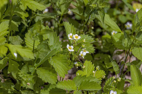 В апреле клубнике – нужно позарез: 4 средства от земляничного клеща – от вредителей не останется и следа