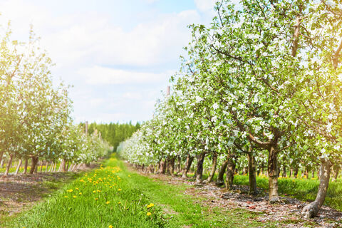 После заморозков яблоне – обязательно: 1 мл в воду – и яблок нарастет тьма, будут крупными и сладкими, как мед  