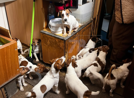 За дверью пропавшей заводчицы — десятки собак: петербургские волонтёры спешат на выручку