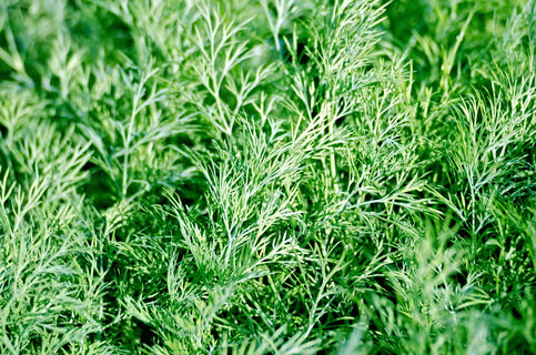 Перед посевом укропа в апреле - важнее всего: одно действие - и зелень всходит "щеткой" через 3 дня