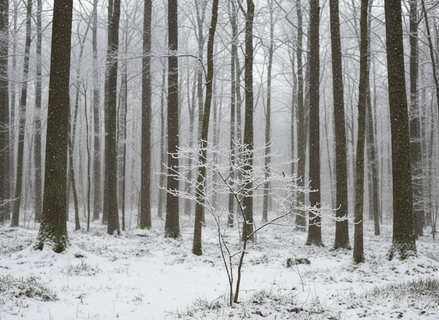 Тапочки — и в лес: семейная ссора увела петербуржца в ночную чащу под Белоостровом