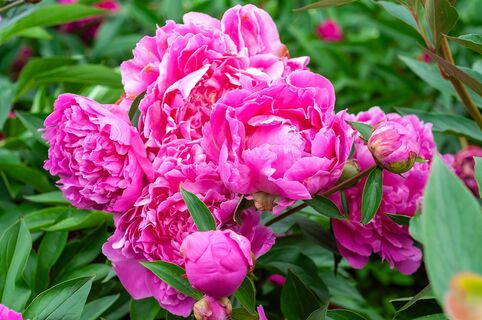 2 компонента в апреле - и пионы под надежной защитой: ни грибков, ни болезней - цветут краше любых роз