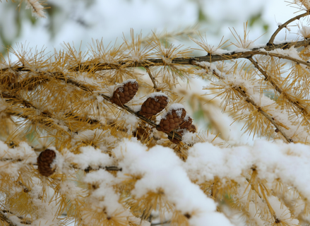 В Петербурге обещают снег — но не всем жителям выпадет белое счастье