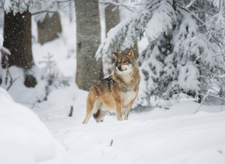 Карельский школьник официально может опаздывать: дорогу в школу делят с волками