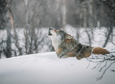 Стая волков терзает «Мшинскую»: собака не пережила ночной атаки