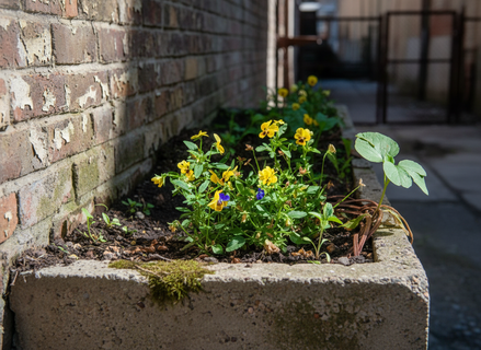 В Петербурге цветочную весну начнут… загадочные виолы: почему именно их выбирают садовники?