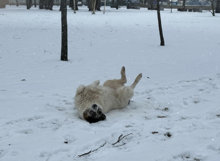 Петербург затаил дыхание: почему Колесов предупреждает горожан о нашествии красных носов?