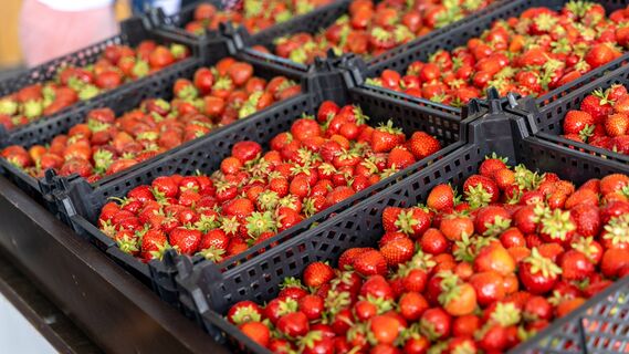 В Сочи местные на рынке говорят это слово: покупают продукты в разы дешевле