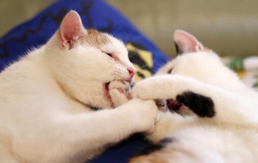 Кошки подружатся даже в однушке: зоопсихолог Баландина раскрыла все тайны взаимодействия хвостатых