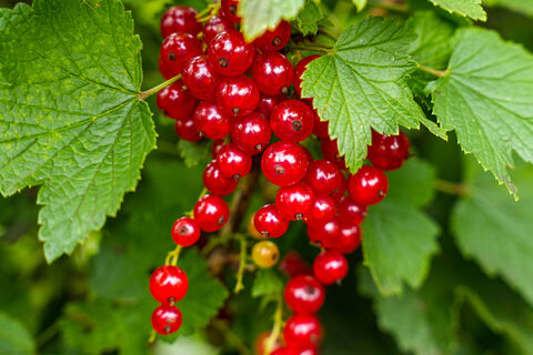 2 стакана смеси - и смородину не узнать: ни грибков, ни вредителей - для урожая всех ведер не хватит