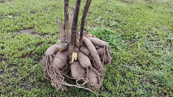 Когда и как сажать георгины в 2026 году: точные сроки, Лунный календарь, рекомендации по уходу 
