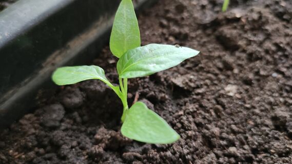 После 15 апреля перцам - обязательно: 5 ложек под корень - и рассада как на стероидах, крепкий стебель и мощные корни 