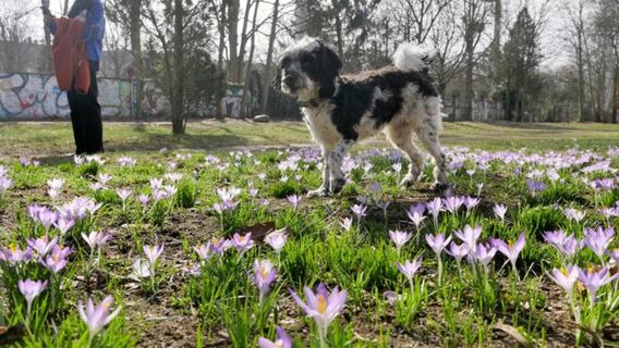Уже в марте выгул собак небезопасен: памятка по защите питомца от клещей – объявляем кровососущим бой