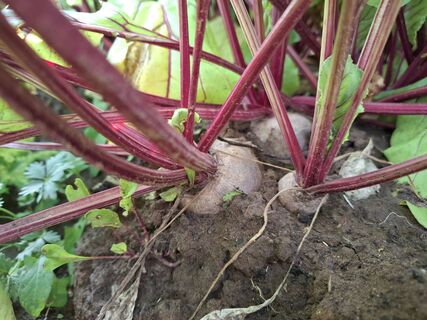 Городовой ру