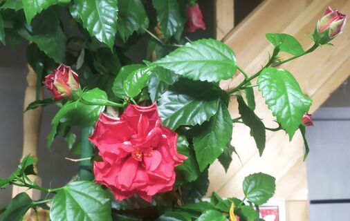 Цветок крови или защитник дома: какое влияние на хозяина оказывает гибискус - эзотерики раскрыли страшную тайну 