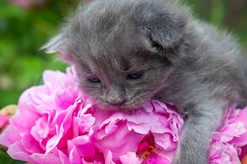 Городовой ру