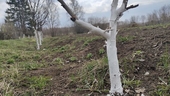 После обрезки яблоне - в первую очередь: развожу 1:15 с водой - и урожайность выше в 3 раза, никаких пустоцветов