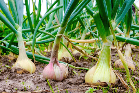 Сажаем лук только в "холмики" – стрелок нет, муха облетает стороной, а головки – по 400 г