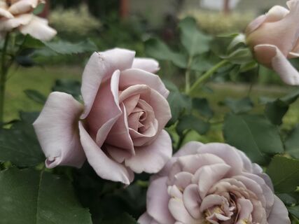 Почерневшим розам – срочно: агроном рассказал, как реанимировать королеву сада после зимы – понадобится домашний "стимулятор"