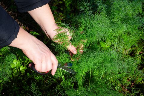 Не укроп, а зеленый фейерверк: соблюдаю 3 правила при посеве – собираю свежую зелень охапками до осени