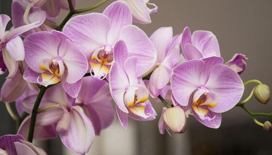 Орхидее после Пасхи - сразу же: 1 таблетка - и фаленопсис весь в бутонах, цветоносы лезут по очереди 