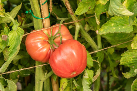 Не томат, а сочный стейк: мясистый и вкусный, каждый помидор по 600 г – шпарит урожаем как угорелый даже в холодное лето