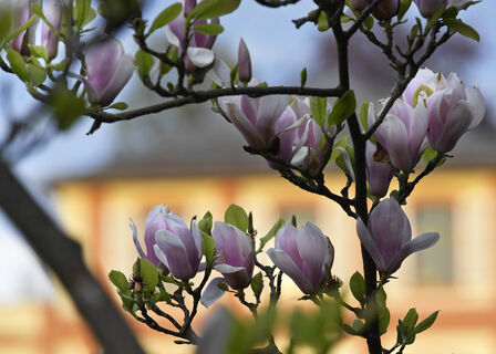 Ни парши, ни плодожорки: простая схема весенней обработки сада - здоровых, сочных плодов будет уйма